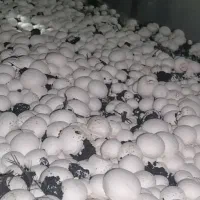 کارگر پرورش قارچ خانواده