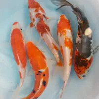 ماهی کوی نژاد|ماهی|قم, هفت تیر|دیوار