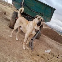 سگ پژدر|سگ|اردبیل, |دیوار