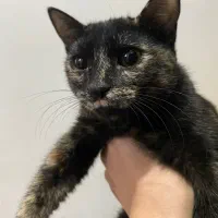 گربه|گربه|بندر انزلی, نوغان|دیوار