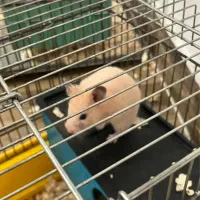 همستر دستی و خانگی(مناسب آپارتمان)