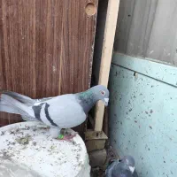 پلاکی|پرنده|فولادشهر, B7|دیوار