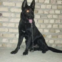 سگ نگهبان هوشیار و قوی، مناسب نگهبانی و محافظت|سگ|بردسکن, |دیوار