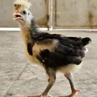 جوجه مرغ لهستانی