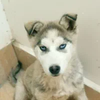 هاسکی انگل تراپی شده