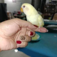 جوجه کوتوله برزیلی|پرنده|گلپایگان, |دیوار