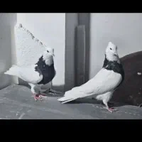 کبوتر|پرنده|ایلام, |دیوار