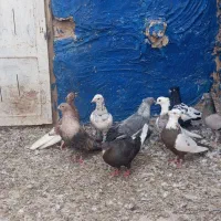 کفتر رنگی کانتکس|پرنده|اهواز, اسلام آباد غربی|دیوار