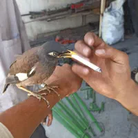 پرنده گمشده