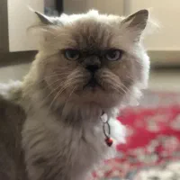 گربه پرشین نر خوشکل قیمت۳تومان