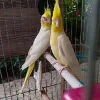 عروس هلندی مولد و قفس