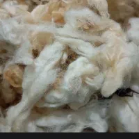 پشم گوسفندی شسته شده ۱۶کیلو۴میلیون