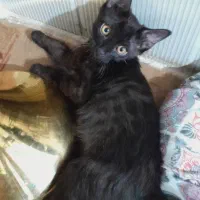 واگذاری گربه ورامین|گربه|ورامین, ورامین|دیوار