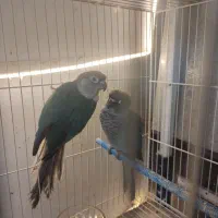 گرینچیک جوجه تراکویس۲عدد ردچیک سانچیک مونچیک|پرنده|مشهد, آزادشهر|دیوار