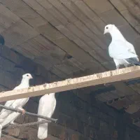 اردک|حیوانات مزرعه|قم, بنیاد|دیوار