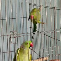 جفت طوطی ملنگو کار داده زیر قیمت*