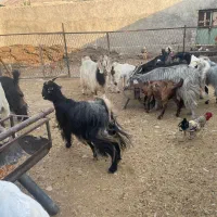 کهره نر چاق و بز چاق|حیوانات مزرعه|کازرون, |دیوار