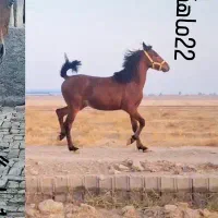 کره اسب 23ماهه