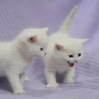 بچه های بریتیش اصیل(چهارباغ بالا)|گربه|اصفهان, باغ زرشک|دیوار