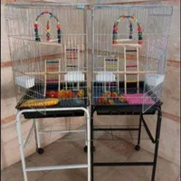 ففس میناعروس هلندی طوطی برزیلی پرنده کاسکوگرینچیک|لوازم جانبی حیوانات|تهران, جیحون|دیوار