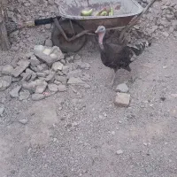 بوقلمون ماده تخم گذار
