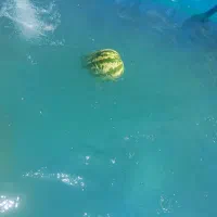 باغچه ۱۰۰۰متری واقع درهماشهر سپیدان