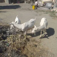 بز سانن کل اصل فرانسویی|حیوانات مزرعه|مشهد, توس (بلوار توس)|دیوار