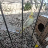 عروس هلندی لوتینو دوکت