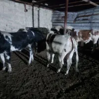 گوساله نر|حیوانات مزرعه|مسجد سلیمان, |دیوار