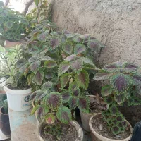 گل حسن یوسف