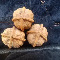 گردو چهار خط واقعی