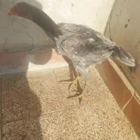 جوجه لاری طوس