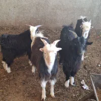 بزغاله نر چاق