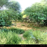 زمین باغی|فروش زمین و ملک کلنگی|هندیجان, |دیوار