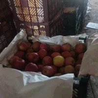 سیب درختی|خوردنی و آشامیدنی|دهگلان, |دیوار