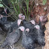 بوقلمون|حیوانات مزرعه|بم, |دیوار