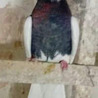 کبوتر|پرنده|مشهد, محمدآباد|دیوار