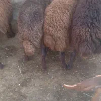 کود گوسفندی و بره فروش