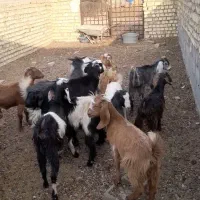 ۴۲راس بزغاله نروماده درجه یک روهم یکجا ۳۱۰ملیون