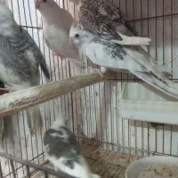 عروس هلندی ایزابلا و دوکت و جفت