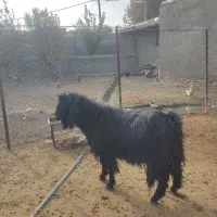 حیوانات|حیوانات مزرعه|بیستون, |دیوار