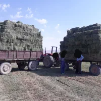 یونجه