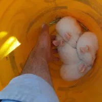 خرگوش|موش و خرگوش|لنجان, |دیوار