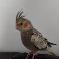 جوجه عروس هلندی