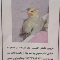 گمشده