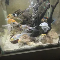 ماهی کوی|ماهی|یزد, |دیوار