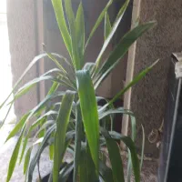 گل آپارتمانی یوکا سرحال