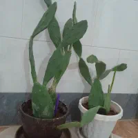 معاوضه گل کاکتوس باگل های دیگر