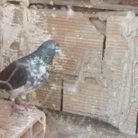سه جفت نر و ماده عالی کفتر|پرنده|تهران, دولتخواه جنوبی|دیوار