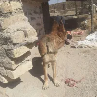 سگ ژرمن|سگ|شیروان (خراسان), |دیوار